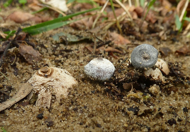 hviezdovka golieriková a tmavá Geastrum striatum ? Geastrum coronatum?