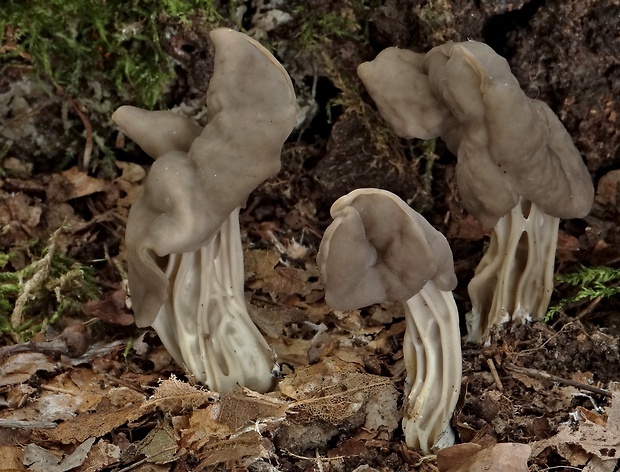 chriapač jamkatý Helvella lacunosa Afzel.