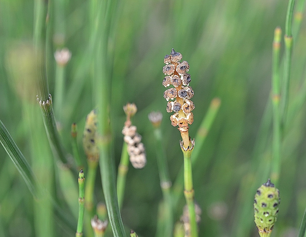 prasličkovka  konáristá Hippochaete ramosissima (Desf.) Börner