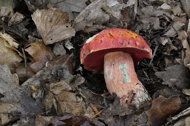 hríb Dupainov Rubroboletus dupainii (Boud.) Kuan Zhao & Zhu L. Yang