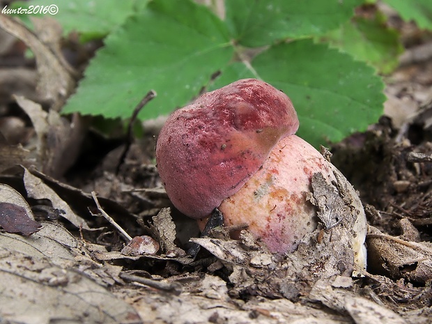 hríb Dupainov Rubroboletus dupainii (Boud.) Kuan Zhao & Zhu L. Yang