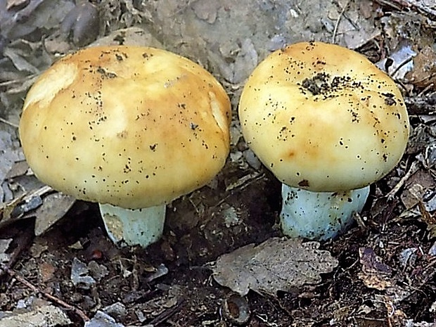 plávka smradľavá Russula foetens Pers.