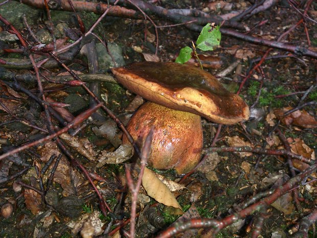 hríb zrnitohlúbikový Sutorius luridiformis (Rostk.) G. Wu & Zhu L. Yang