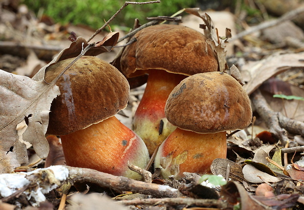 hríb zrnitohlúbikový Sutorius luridiformis (Rostk.) G. Wu & Zhu L. Yang