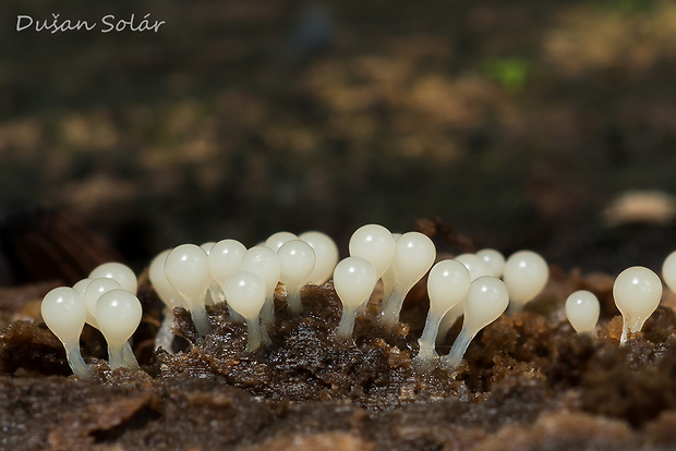 vlasnačka Trichia sp.