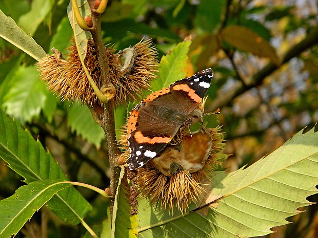 babôčka admirálska Vanessa atalanta