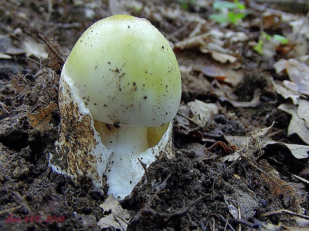 muchotrávka zelená Amanita phalloides (Vaill. ex Fr.) Link