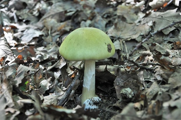 muchotrávka zelená Amanita phalloides (Vaill. ex Fr.) Link