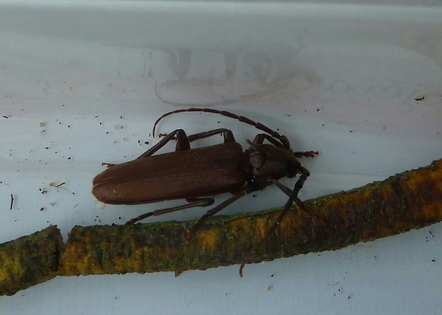 fúzač hnedý Arhopalus rusticus Cerambycidae