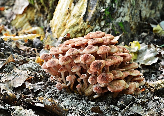 podpňovka bezprsteňová Armillaria socialis (DC.) Fayod