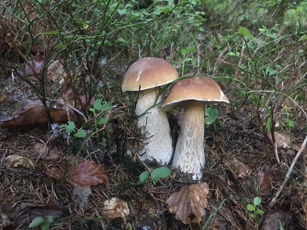 hríb smrekový Boletus edulis Bull.