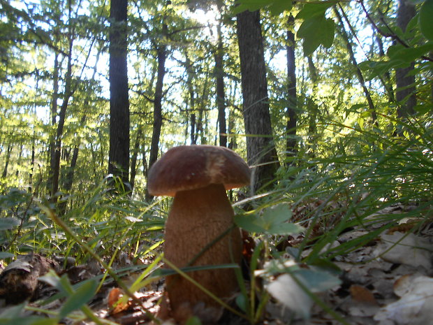 hríb dubový Boletus reticulatus Schaeff.