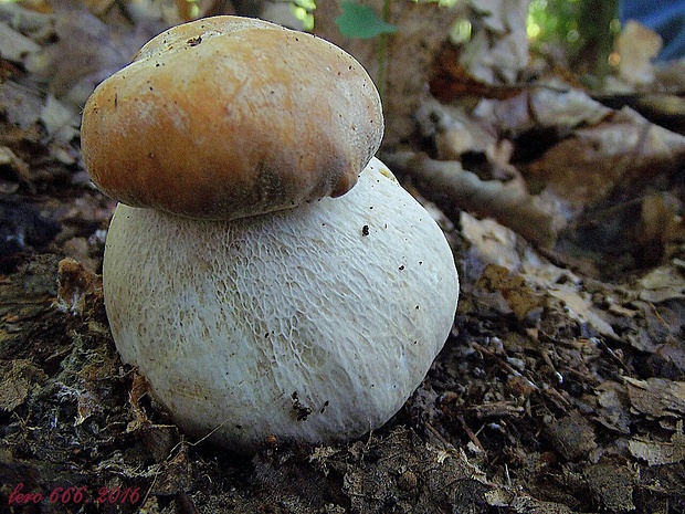 hríb dubový Boletus reticulatus Schaeff.