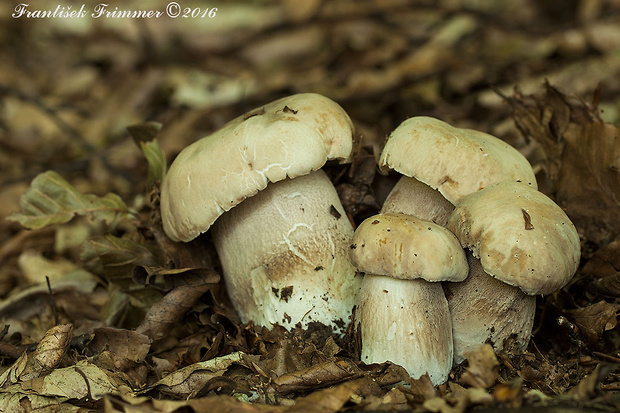 hríb dubový Boletus reticulatus Schaeff.