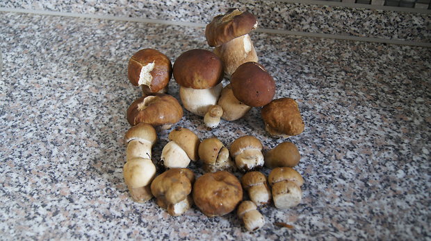 hríb dubový Boletus reticulatus Schaeff.