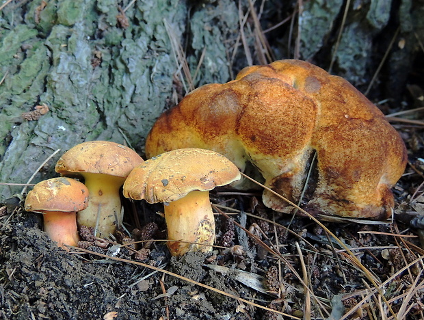 žltavec drevový Buchwaldoboletus lignicola (Kallenb.) Pilát