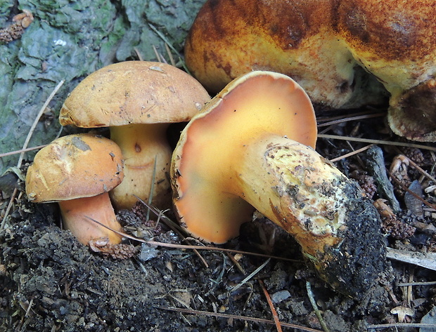 žltavec drevový Buchwaldoboletus lignicola (Kallenb.) Pilát