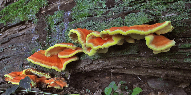 sírovec obyčajný Laetiporus sulphureus (Bull.) Murrill