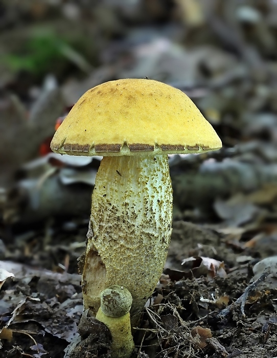 kozák žltopórový Leccinellum crocipodium (Letell.) Della Maggiora & Trassinelli