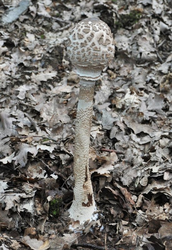 bedľa vysoká Macrolepiota procera (Scop.) Singer