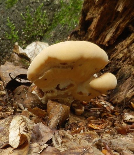 vejárovec obrovský Meripilus giganteus (Pers.) P. Karst.