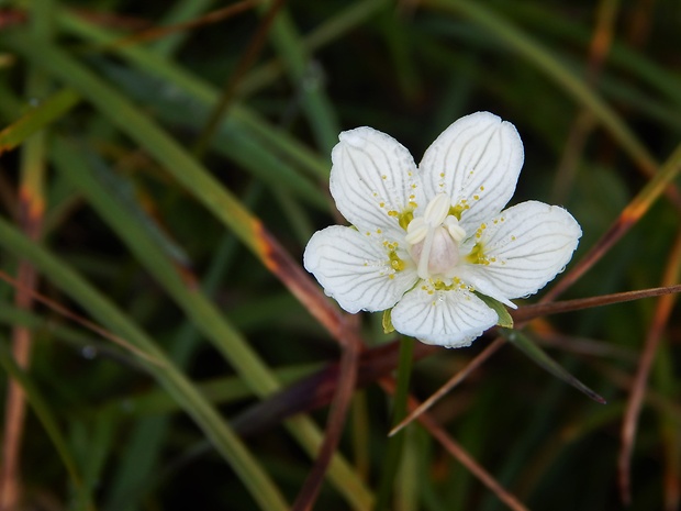 bielokvet močiarny Parnassia palustris L.