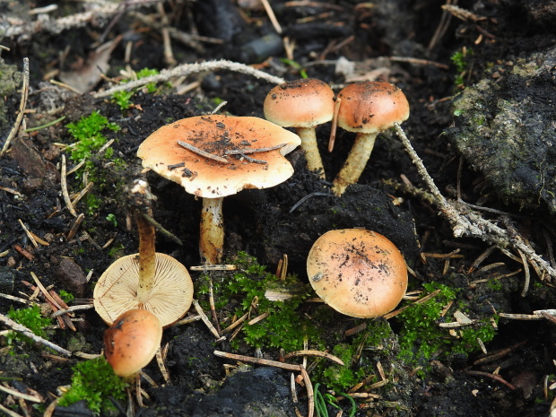 šupinovka spálenisková Pholiota highlandensis (Peck) Quadr. & Lunghini