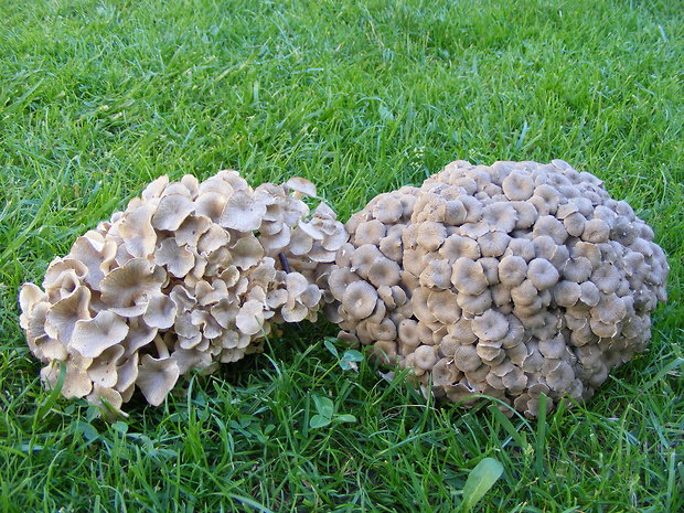 trúdnik klobúčkatý Polyporus umbellatus (Pers.) Fr.