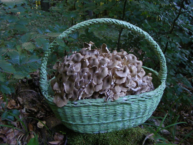 trúdnik klobúčkatý Polyporus umbellatus (Pers.) Fr.