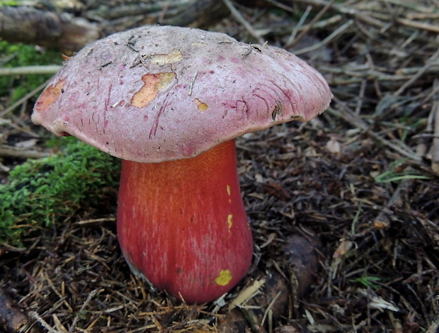 hríb úhľadný horský Rubroboletus rubrosanguineus (Cheype) Kuan Zhao & Zhu L. Yang