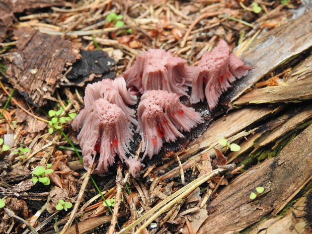 pazderka Stemonitis sp.