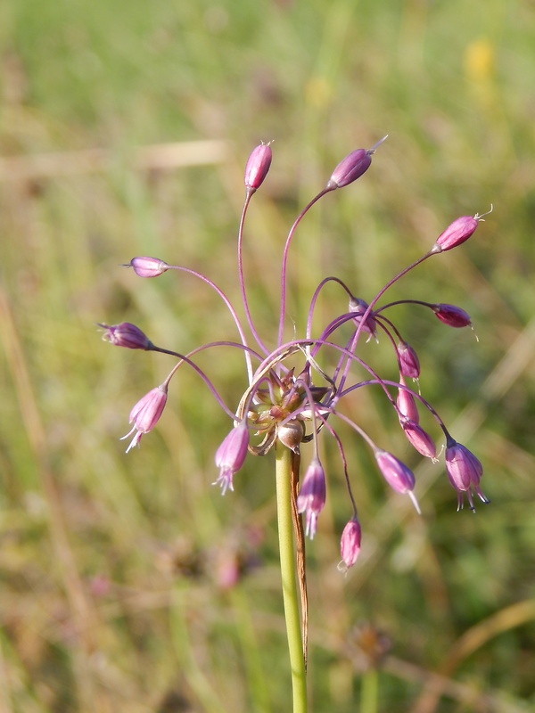 cesnak člnkovitý Allium carinatum L.