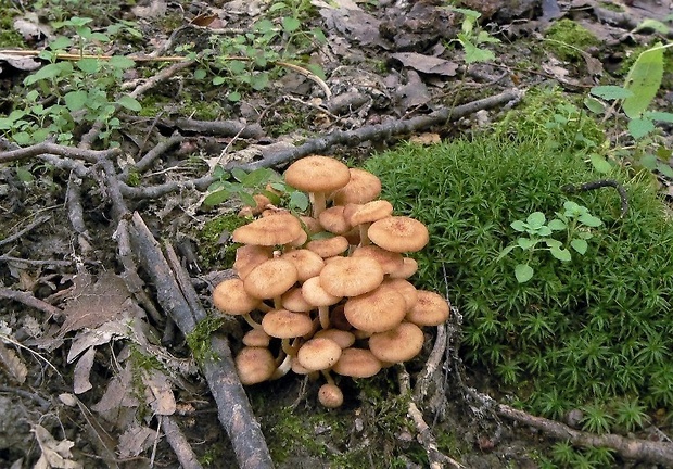 podpňovka bezprsteňová Armillaria socialis (DC.) Fayod