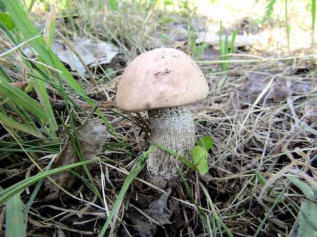 kozák topoľový Leccinum duriusculum (Schulzer ex Kalchbr.) Singer