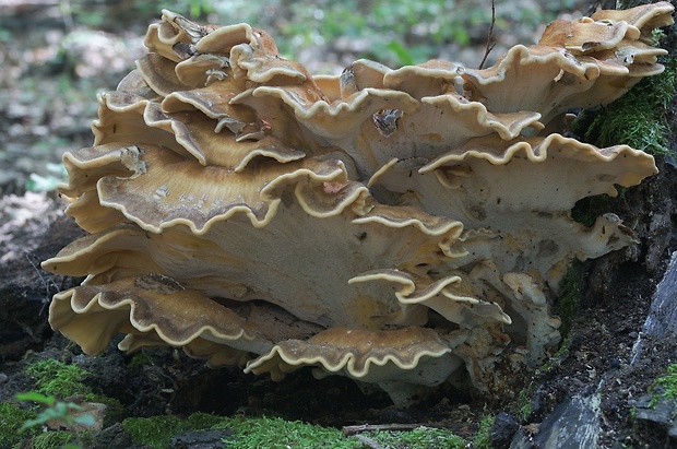 vejárovec obrovský Meripilus giganteus (Pers.) P. Karst.