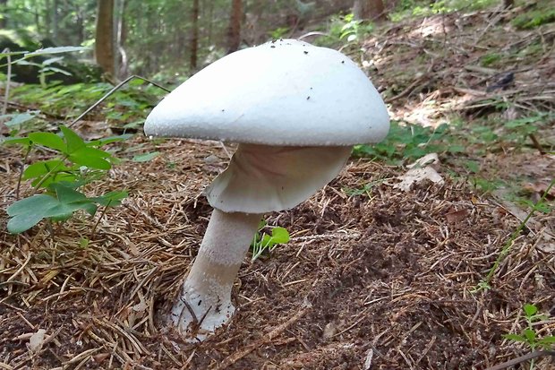 pečiarka Agaricus sp.