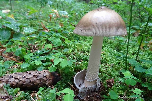 muchotrávka Amanita sp.