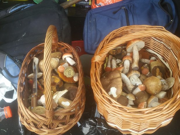 hríb dubový, kozák osikový, kozák hrabový Boletus reticulatus Schaeff.