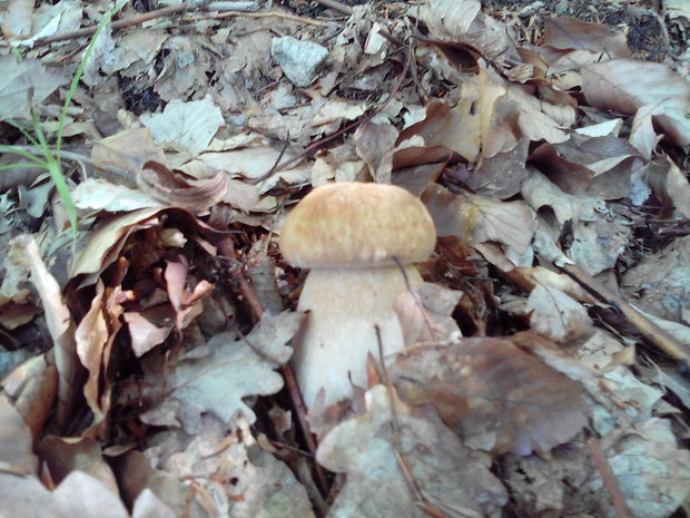 hríb dubový Boletus reticulatus Schaeff.