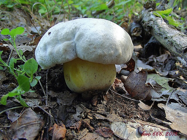 hríb horký Caloboletus radicans (Pers.) Vizzini