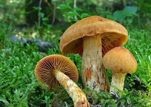 pavučinovec Cortinarius sp.