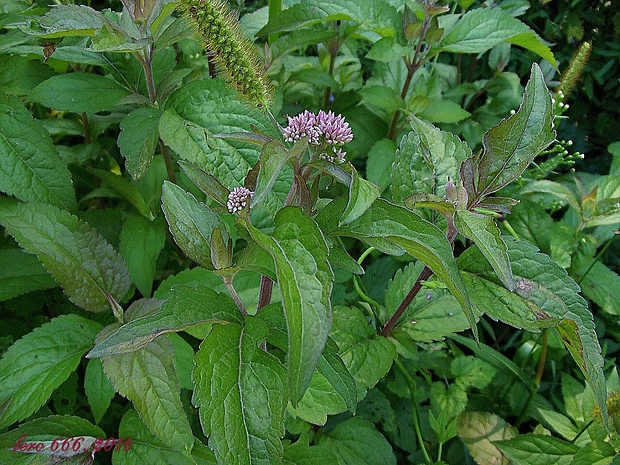 konopáč obyčajný Eupatorium cannabinum L.