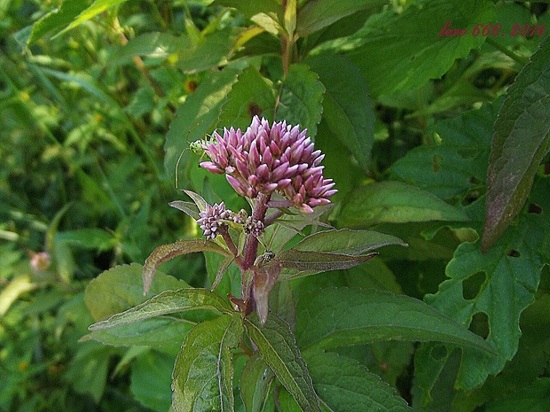 konopáč obyčajný Eupatorium cannabinum L.