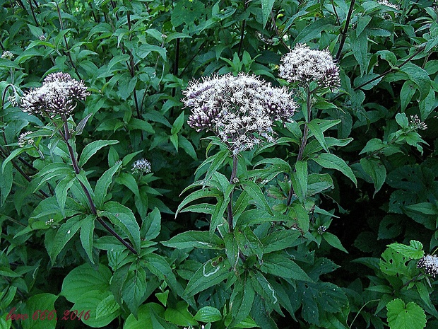 konopáč obyčajný Eupatorium cannabinum L.