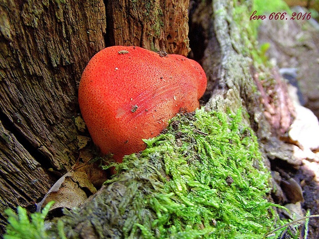 pečeňovec dubový Fistulina hepatica (Schaeff.) With.