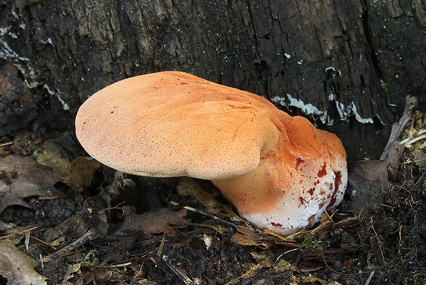 pečeňovec dubový Fistulina hepatica (Schaeff.) With.