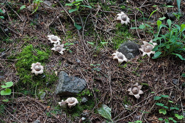 hviezdovka strapkatá Geastrum fimbriatum Fr.