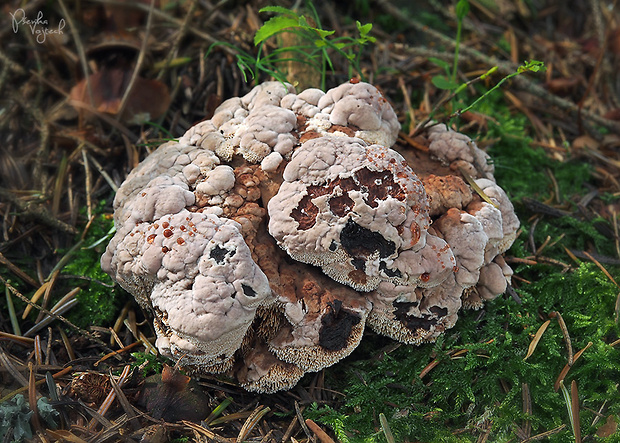 jelenkovka hrdzavohnedá Hydnellum ferrugineum (Fr.) P. Karst.