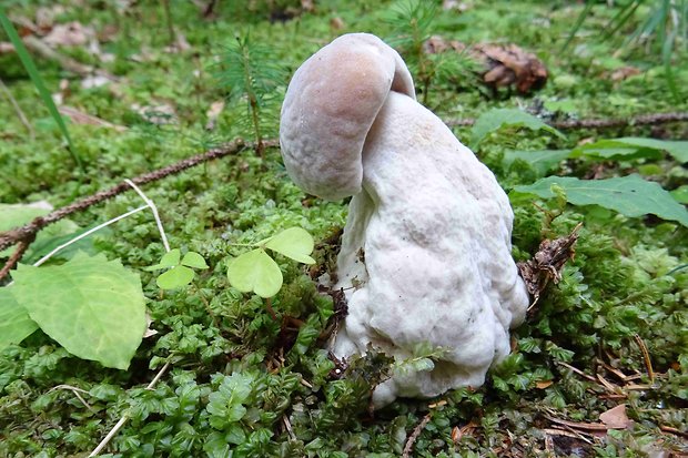 hubožer žltozelený Hypomyces luteovirens (Fr.) Tul. & C. Tul.