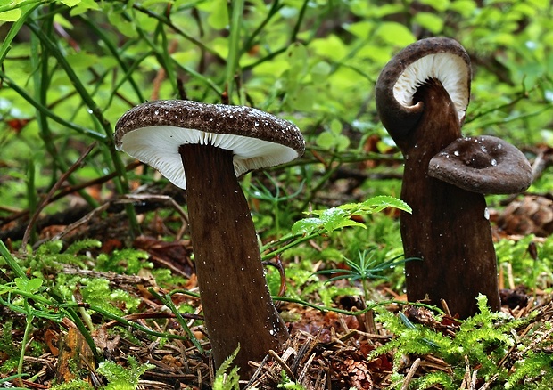 rýdzik čiernozamatový Lactarius lignyotus Fr.